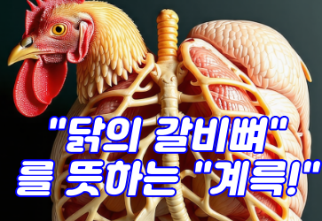 닭의 갈비뼈, 계륵